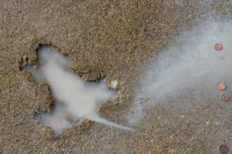 chicago splatatouille was probably a squirrel say researchers 68eed7811c360