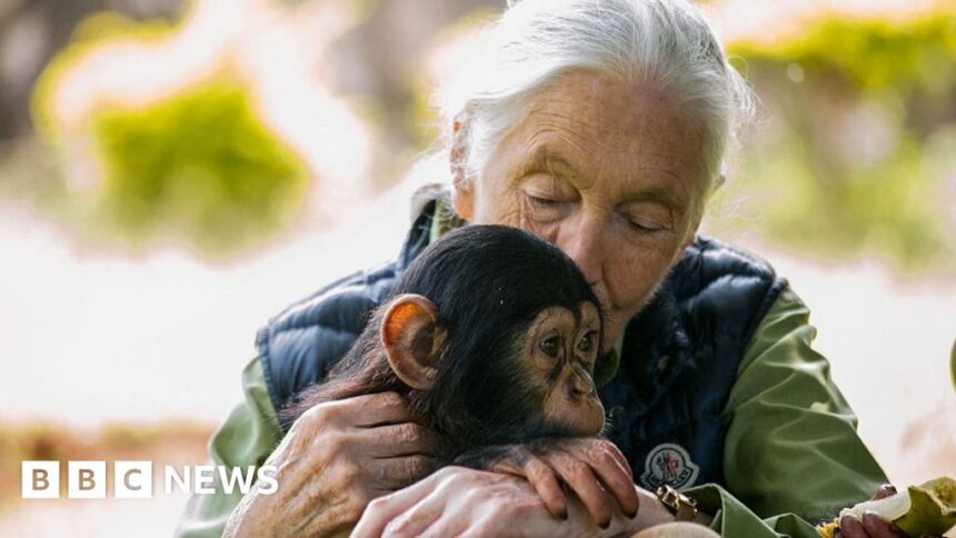 conservationist dame jane goodall dies aged 91 68dd9a681cc7d