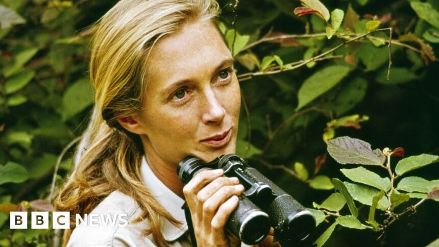 dame jane goodall revolutionised our understanding of our closest primate cousins 68ddeb527f3d9