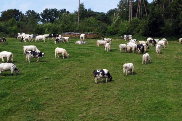 dan motreanu pnl ppe sprijina fermierii si comunitatile rurale in dezbaterile privind pac 68e62207e55ef