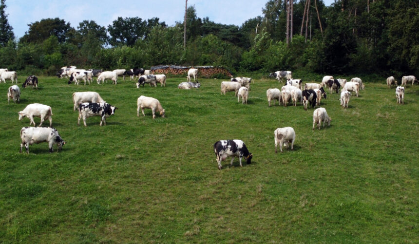 dan motreanu pnl ppe sprijina fermierii si comunitatile rurale in dezbaterile privind pac 68e62207e55ef