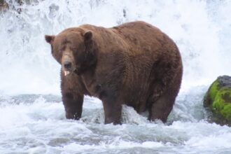 dominant on the river 32 chunk crowned champion in biggest fat bear week yet 68dc9706ea1f0