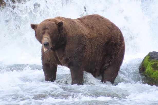 dominant on the river 32 chunk crowned champion in biggest fat bear week yet 68dc9706ea1f0