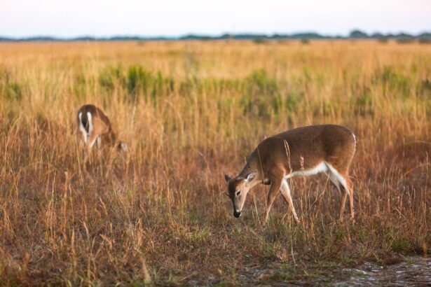 florida wildlife officials discover second case of zombie deer disease in state 68ef812b3cd34