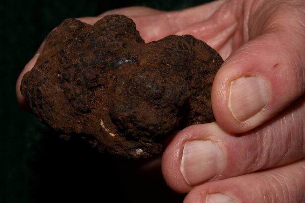 foto doi barbati amendati de jandarmi dupa ce au cules ilegal trufe de peste 10 000 lei 6900857e688e5