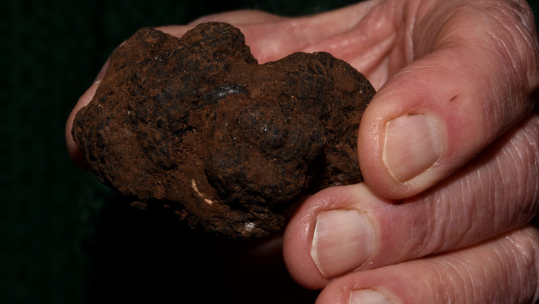 foto doi barbati amendati de jandarmi dupa ce au cules ilegal trufe de peste 10 000 lei 6900857e688e5