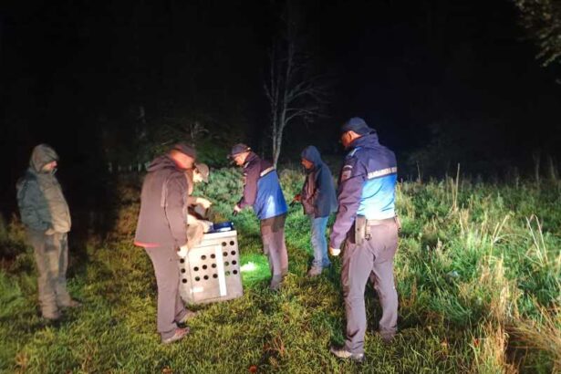 gorj rasul capturat in curtea unui localnic din runcu in luna iulie eliberat pe valea baltii 68dfa46e93181