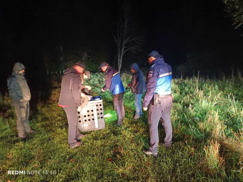 gorj rasul capturat in curtea unui localnic din runcu in luna iulie eliberat pe valea baltii 68dfa46e93181