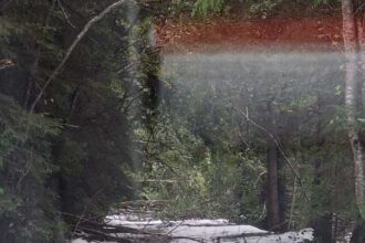 hunedoara drumurile acces in parcul national retezat blocate pe alocuri de arborii cazuti din cauza zapezii 68e39a110b2b0