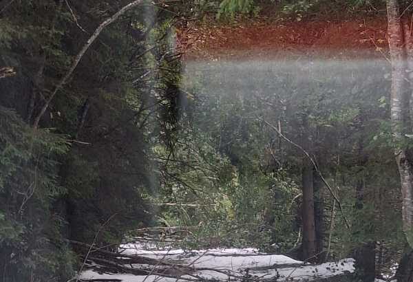 hunedoara drumurile acces in parcul national retezat blocate pe alocuri de arborii cazuti din cauza zapezii 68e39a110b2b0