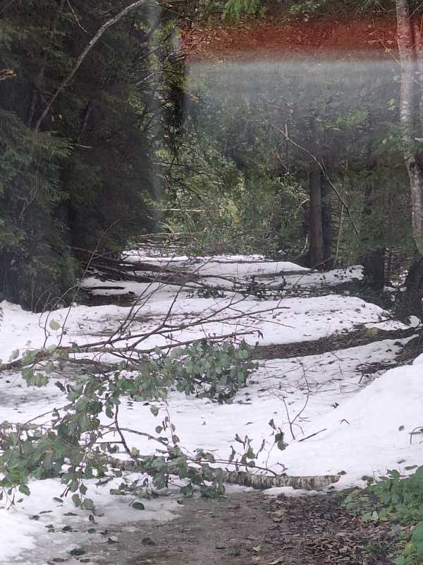hunedoara drumurile acces in parcul national retezat blocate pe alocuri de arborii cazuti din cauza zapezii 68e39a110b2b0