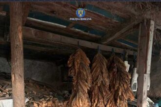 ialomita perchezitii la persoane care ar fi plantat tutun din care au facut ilegal tigari 68dea741e90d5
