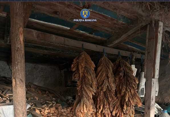 ialomita perchezitii la persoane care ar fi plantat tutun din care au facut ilegal tigari 68dea741e90d5