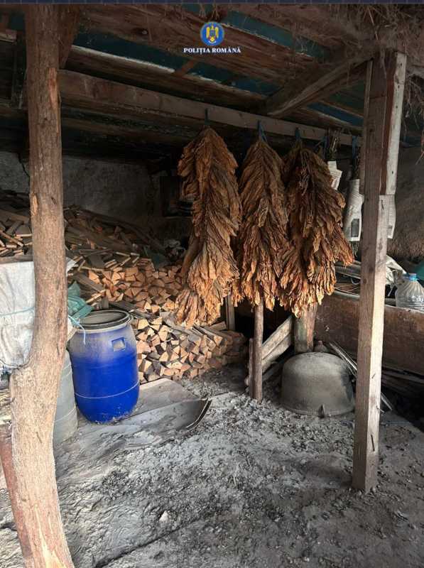 ialomita perchezitii la persoane care ar fi plantat tutun din care au facut ilegal tigari 68dea741e90d5