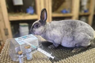 iasi campanie de vaccinare gratuita a iepurilor demarata de un student de la usv 68de3f36b9dd4