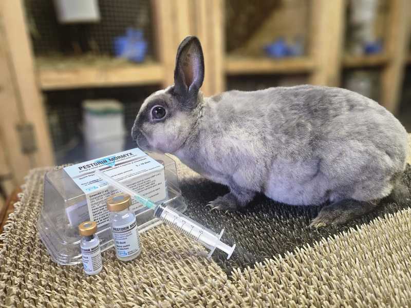 iasi campanie de vaccinare gratuita a iepurilor demarata de un student de la usv 68de3f36b9dd4