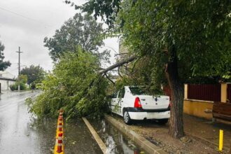 igsu copaci prabusiti peste doua autoturisme in deplasare pe strazi din bucuresti o persoana a fost ranita 68e021caccb06