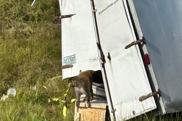 lab monkeys that escaped captivity in mississippi are not carrying diseases university says 690207c256453