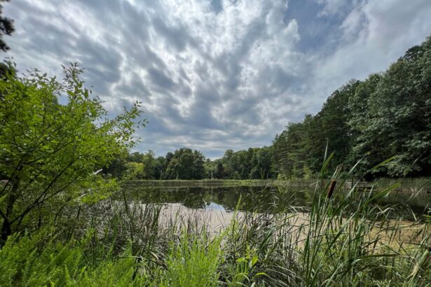 ohios sole national forest could be wiped out as trump targets land for logging 68e27b6628b8a