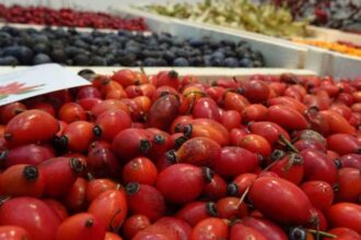 olt seceta a afectat calitatea maceselor primul an in care silvicultorii nu le mai recolteaza 68e3cd9fb7b50