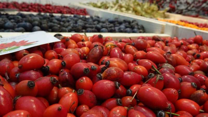 olt seceta a afectat calitatea maceselor primul an in care silvicultorii nu le mai recolteaza 68e3cd9fb7b50