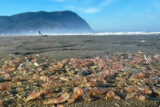 thousands of sea cucumbers wash ashore in coastal oregon town 68f8e25871a41