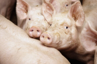 video a intrat frica in noi in populatie porcul de craciun rezervat inca din octombrie cu cat se vinde acum kilogramul 68edeaec6ef5a