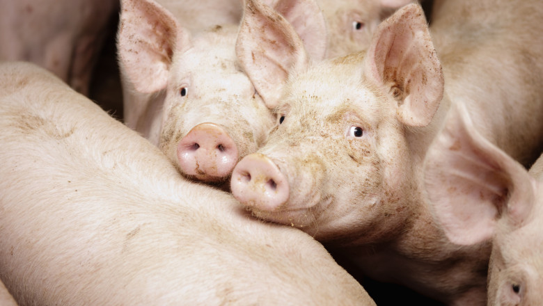 video a intrat frica in noi in populatie porcul de craciun rezervat inca din octombrie cu cat se vinde acum kilogramul 68edeaec6ef5a