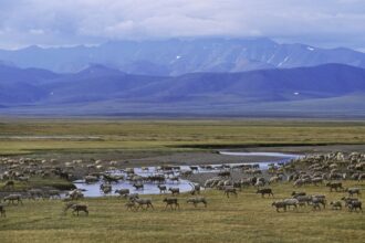 white house approves increased oil and gas drilling in alaskas national wildlife refuge 68fabaa4d2ace