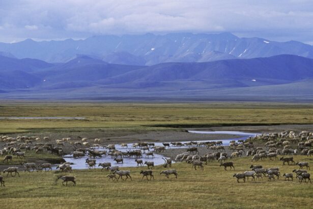 white house approves increased oil and gas drilling in alaskas national wildlife refuge 68fabaa4d2ace