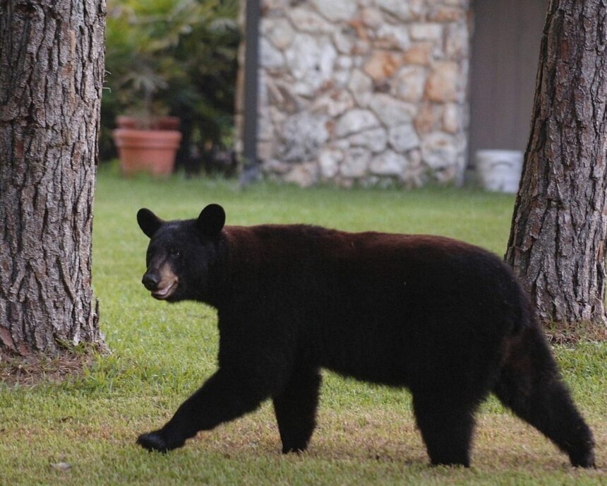 wild bear pays surprise visit to bear enclosure at california zoo he was very polite 68f8d1f0ef355