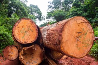 africas forests transformed from carbon sink to carbon source study finds 6929c090ea4a3