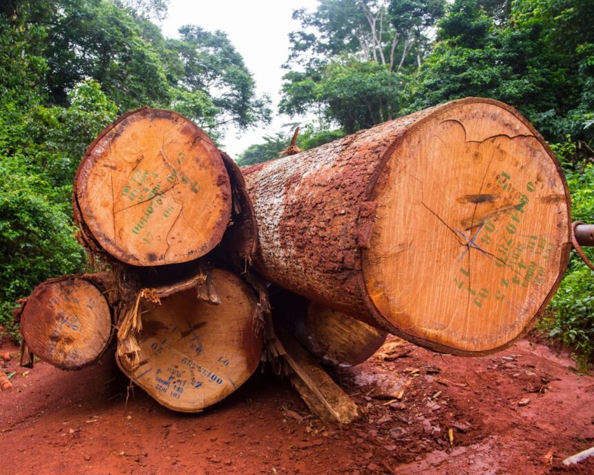 africas forests transformed from carbon sink to carbon source study finds 6929c090ea4a3