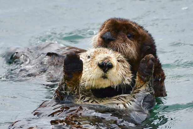 baby sea otter named caterpillar rescued off central california coast 6917604072442