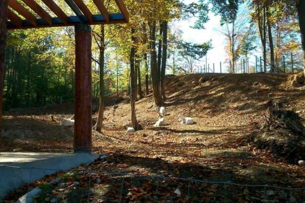 brasov gradina zoologica marcheaza ziua dedicata relatiei om animal 690dc6865826e