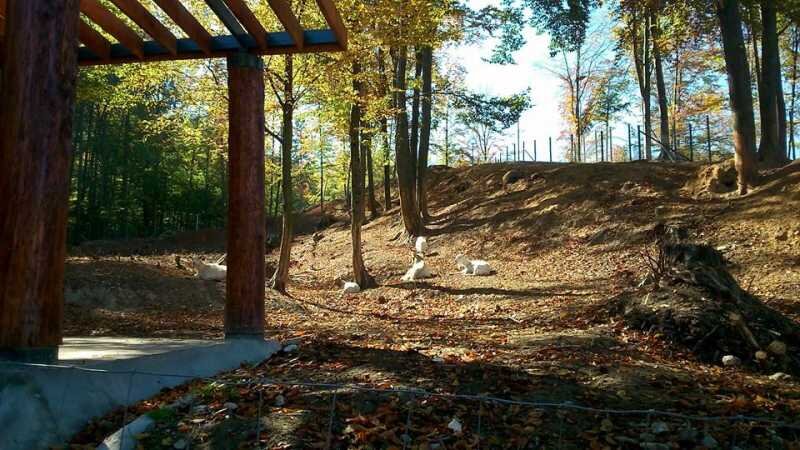 brasov gradina zoologica marcheaza ziua dedicata relatiei om animal 690dc6865826e