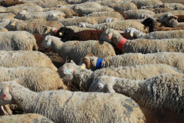 cioban arestat dupa ce turma sa a distrus o cultura pagube de zeci de mii de lei 690f467b9788e