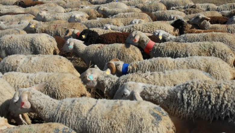 cioban arestat dupa ce turma sa a distrus o cultura pagube de zeci de mii de lei 690f467b9788e