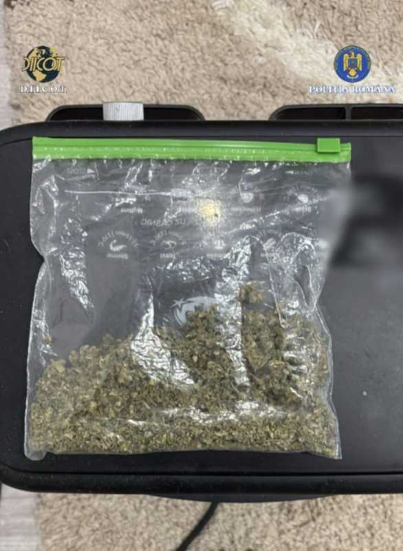 dambovita perchezitii la persoane care voiau sa infiinteze culturi de canabis 691d7b48a1f09
