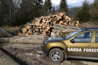 guvernul a aprobat reorganizarea garzii forestiere creste numarul posturilor pentru angajatii din teren 6916037fdf4bd