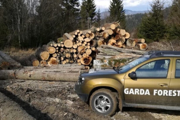 guvernul a aprobat reorganizarea garzii forestiere creste numarul posturilor pentru angajatii din teren 6916037fdf4bd