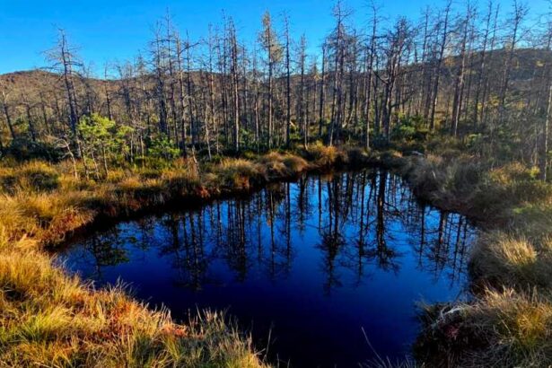 harghita interesul pentru tinovul mohos a crescut aproximativ 40 000 de turisti au vizitat spectaculoasa rezervatie in acest an 690cb0ca78f34