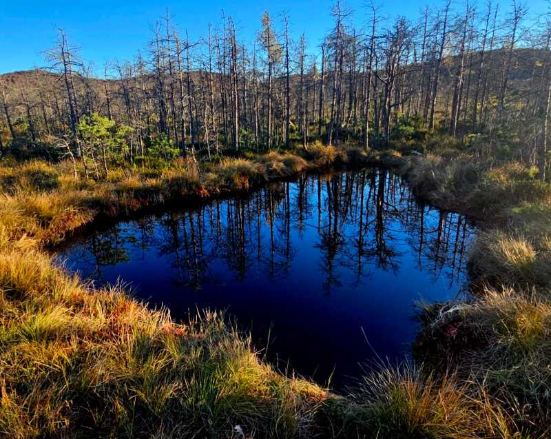 harghita interesul pentru tinovul mohos a crescut aproximativ 40 000 de turisti au vizitat spectaculoasa rezervatie in acest an 690cb0ca78f34