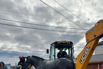 harghita pompierii din toplita au salvat un cal cazut intr un canal si o pisica ramasa intr un copac 690a428f76bbd