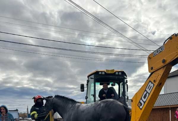 harghita pompierii din toplita au salvat un cal cazut intr un canal si o pisica ramasa intr un copac 690a428f76bbd