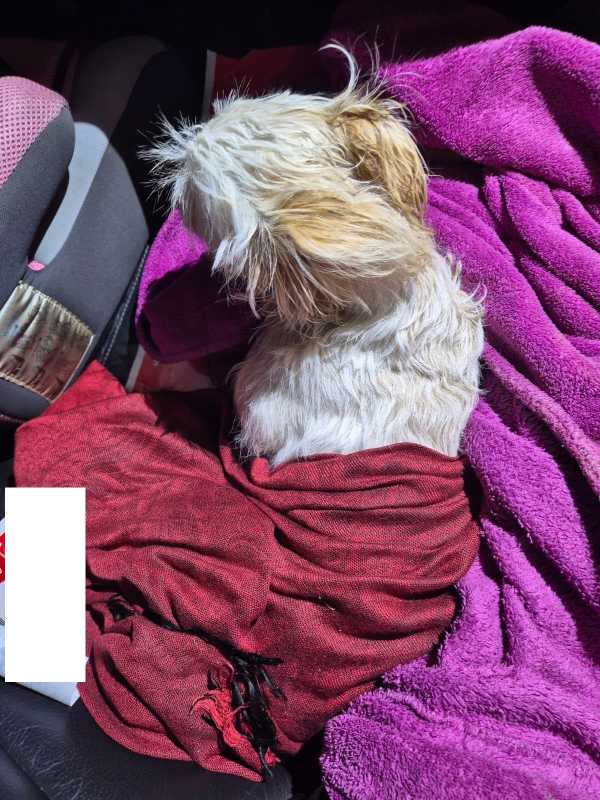 hunedoara barbat retinut dupa ce si a aruncat catelul pe fereastra de la etajul doi al locuintei in calan 69089b9a60c8b