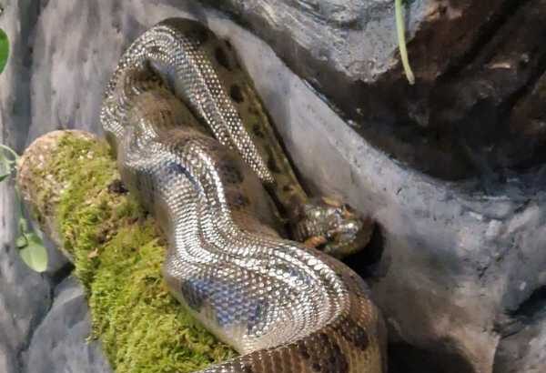 mures doua anaconde una verde si una galbena aduse in casa reptilelor de la gradina zoologica foto video 6914b14514190