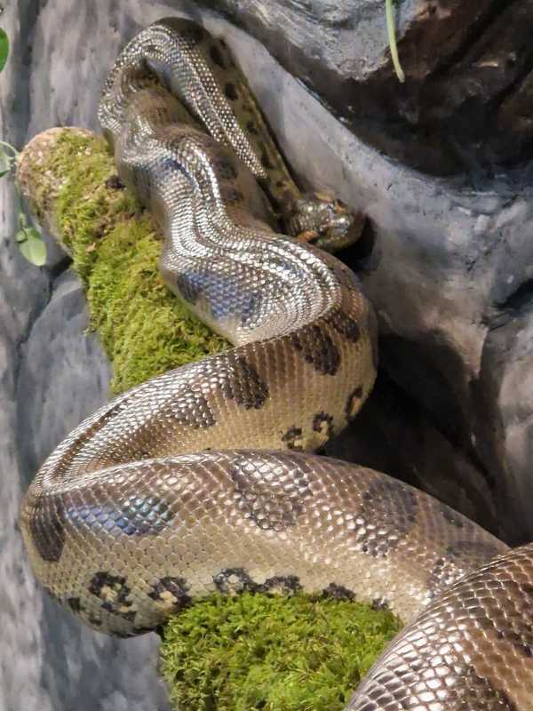 mures doua anaconde una verde si una galbena aduse in casa reptilelor de la gradina zoologica foto video 6914b14514190