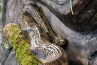 mures doua anaconde una verde si una galbena aduse in casa reptilelor de la gradina zoologica 6914b5eb3b9d3