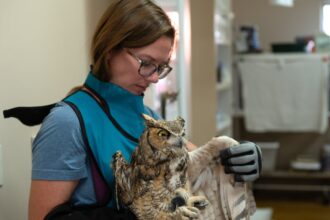 owl described as fighter set to fly free after falling into cement mixer in utah 691dc67e7c899